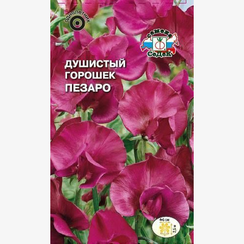 Душистый горошек Пезаро