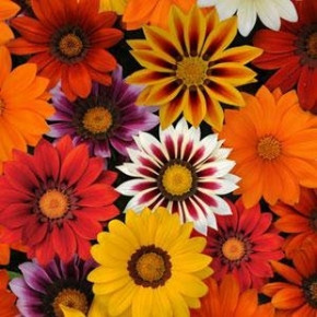 Гацания жестковатая Нью Дэй Микс (5 шт)