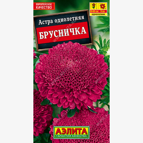 Астра Брусничка