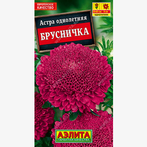 Астра Брусничка