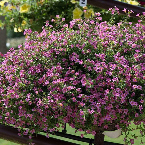 Бакопа Пинктопия (3 шт)