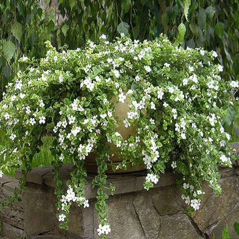 Бакопа Сноутопия (3шт)