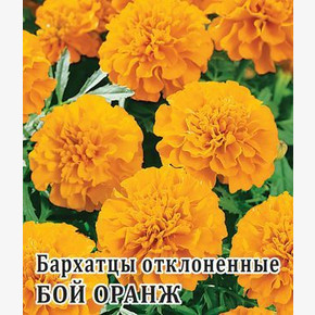 Бархатцы откл. Бой Оранж