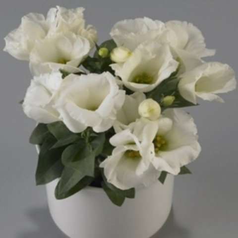 Эустома Кармен Айвори (5шт)