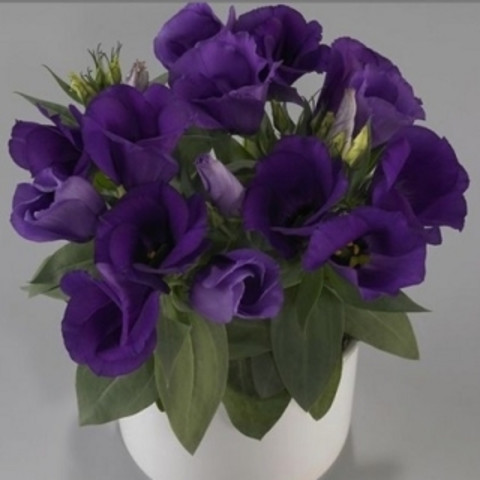 Лизиантус (Эустома) крупноцветковый Carmen F1 Blue (Кармен Блю) (5шт)