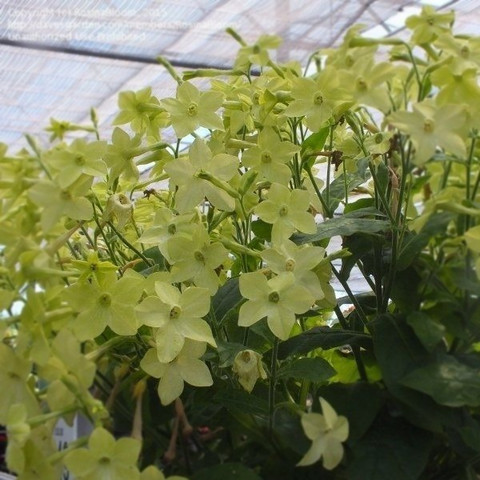 Табак Саратога лайм (10 шт)