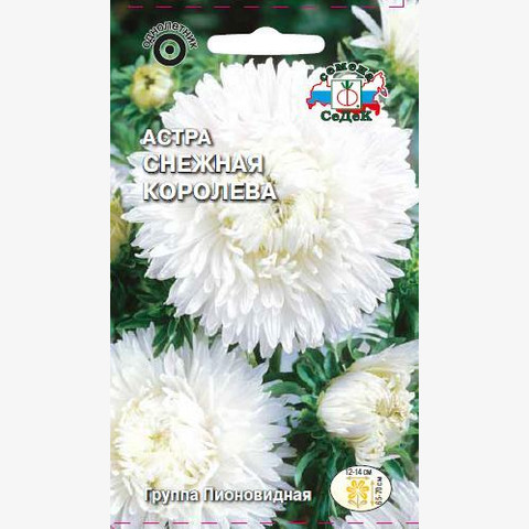 Астра Снежная Королева