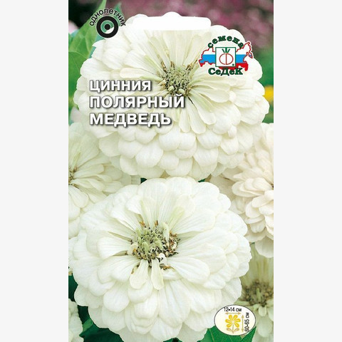 Цинния Полярный медведь георгиновидная