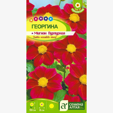 Георгина Мигнон Пурпурная