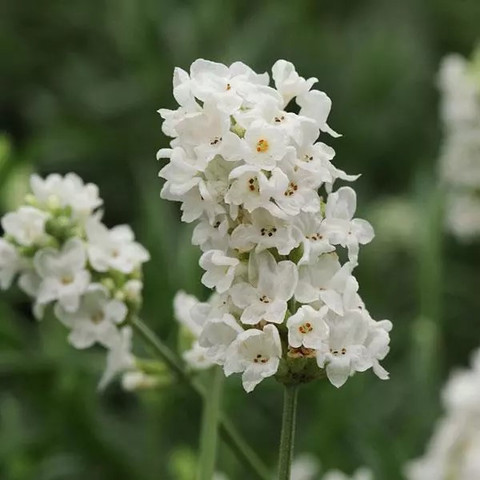 Лаванда узколистная Elegance Snow (5шт)