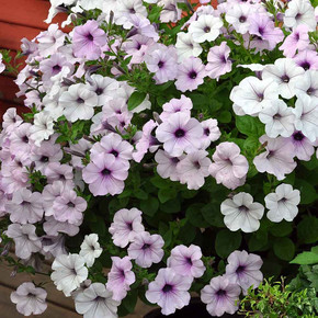 Петуния ампельная Тайдал вейв Сильвер (5шт)