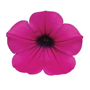 Петуния ампельная Вейв Пурпл Классик (5шт.)