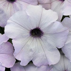 Петуния Изи Вейв Сильвер (5шт.)