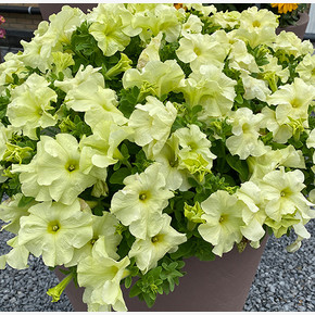 Петуния грандифлора Лимбо ДжиПи Еллоу Лайм (5шт.)