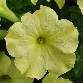 Петуния Софистика Лайм Грин (5шт.)