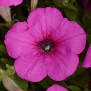 Петуния каскадная Изи Вейв Неон Роуз (5шт)