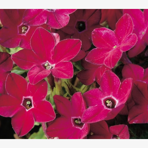 Табак декоративный Саратога Ред (10шт)