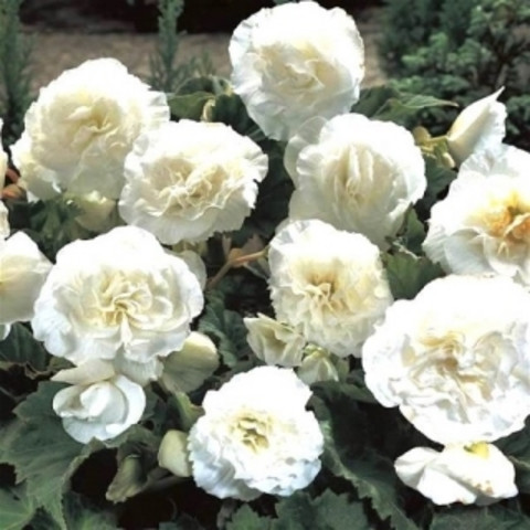 Бегония клубневая махровая Нонстоп Вайт (White)