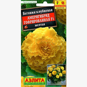 Бегония клубневая Америгибрид гофрированная желтая