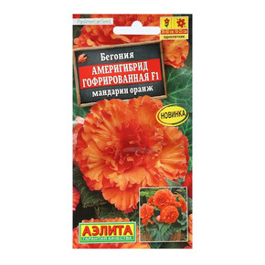 Бегония клубневая Америгибрид гофрированная мандарин оранж