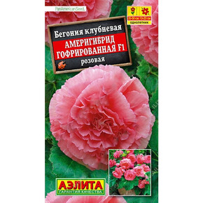 Бегония клубневая Америгибрид гофрированная розовая