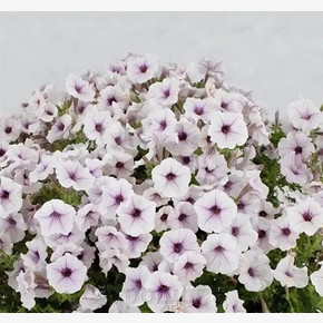 Петуния ампельная гибридная Пендолино Виолет Айс (5шт)