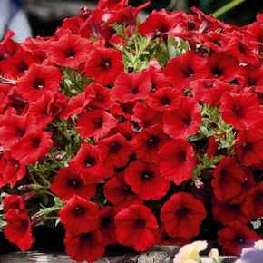 Петуния ампельная гибридная Пендолино Скарлет (5шт)