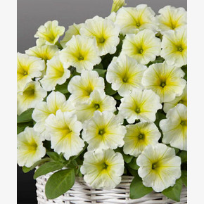 Петуния ампельная гибридная Пендолино Еллоу Центр (5шт)