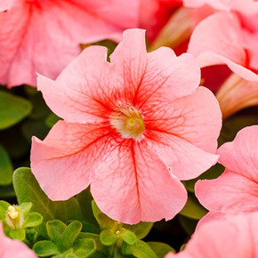 Петуния грандифлора Лимбо Джи Пи Пич (5шт)