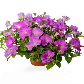 Петуния гибридная ампельная Флешфорвард Лавендер (5шт)