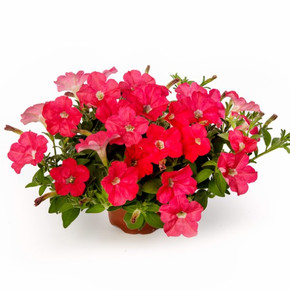 Петуния гибридная ампельная Флешфорвард Корал (5шт)