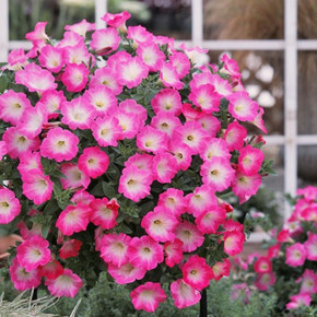 Петуния Опера Суприм Пинк Морн (5шт)