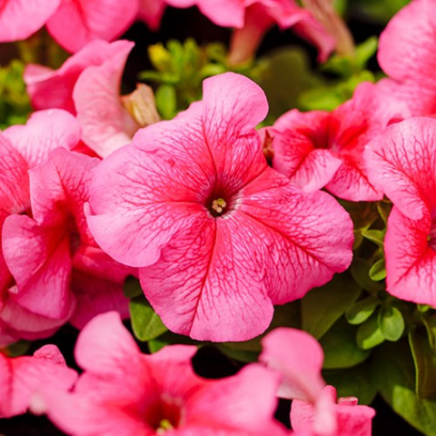 Петуния Лимбо Джи Пи Роуз Вейн (5шт)