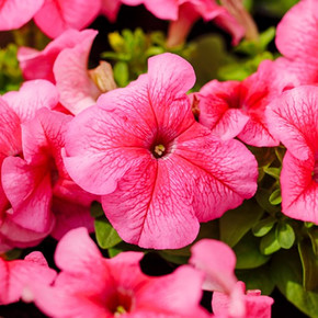 Петуния Лимбо Джи Пи Роуз Вейн (5шт)