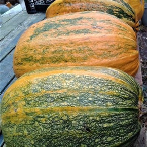 Кавбуз Дынный (3шт)