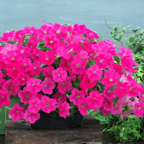 Петуния ампельная гибридная Опера Суприм Роуз (5шт)