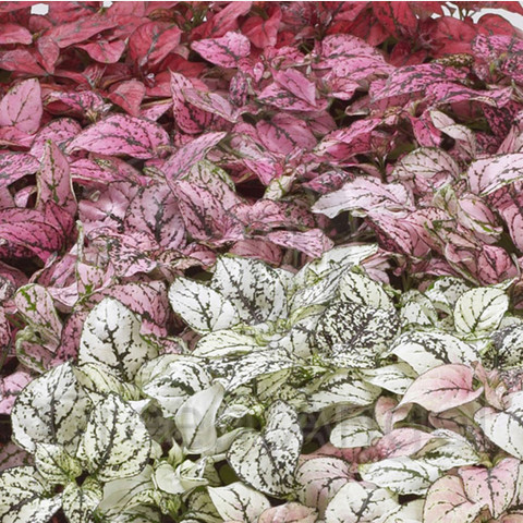 Гипоэстес листоколосниковый Конфетти Компакт Микс (10 шт)