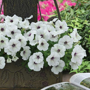 Петуния ампельная многоцветковая Трилоджи Сильвер Блотч (5шт)