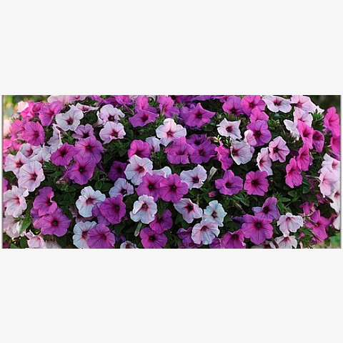 Петуния ампельная крупноцветковая F1 Изи Вейв Плам Пуддинг микс (5шт)