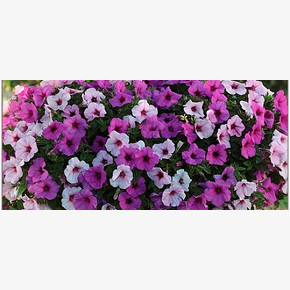 Петуния ампельная крупноцветковая F1 Изи Вейв Плам Пуддинг микс (5шт)