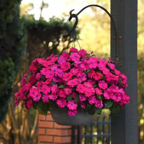 Бальзамин межвидовый Соларскейп Манжента Блис (Solarscape Magenta Bliss)