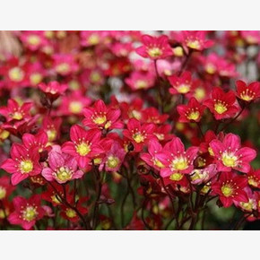 Камнеломка х Арендса Highlander Red (10 шт)