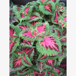Колеус Блюме Конг Салмон Пинк (Kong Salmon Pink) (3шт)