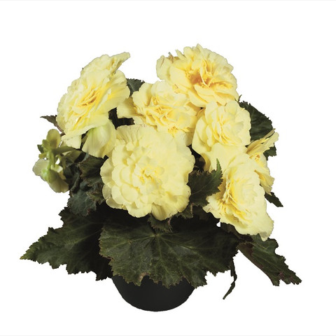 Бегония клубневая Нонстоп Лемон (5шт)