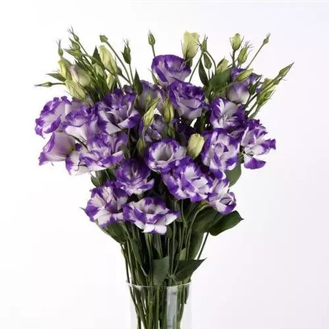 Эустома крупноцветковая АВС 2 Блю Рим (5шт)