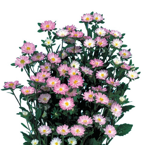 Астра однолетняя Серенада Роуз Типпед Вайт (10 шт)