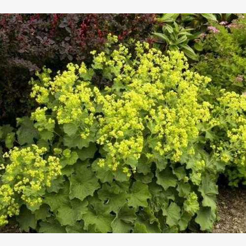 Манжетка мягкая Триллер (10шт)