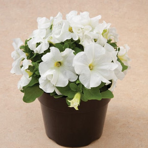 Петуния крупноцветковая Дувет Вайт (10шт)