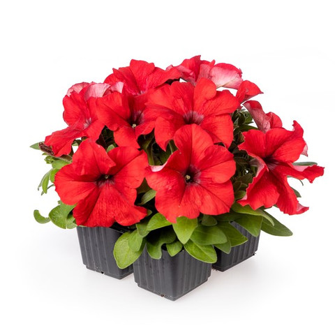 Петуния крупноцветковая Дувет Ред (10 шт)