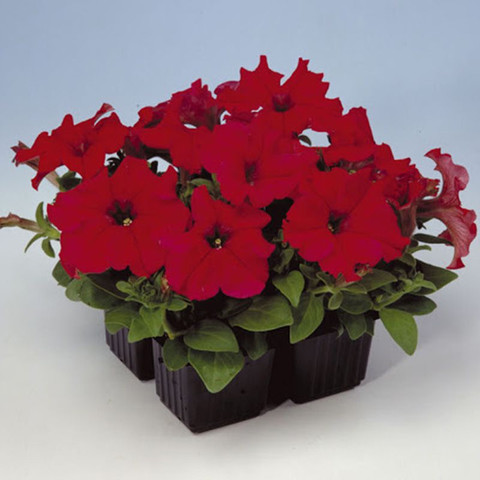 Петуния крупноцветковая Игл Ред (10 шт)